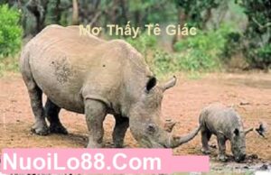 Mơ thấy tê giác